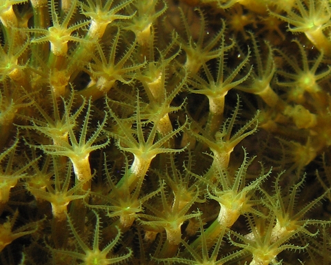 Madrepora verde (Maasella edwardsi)